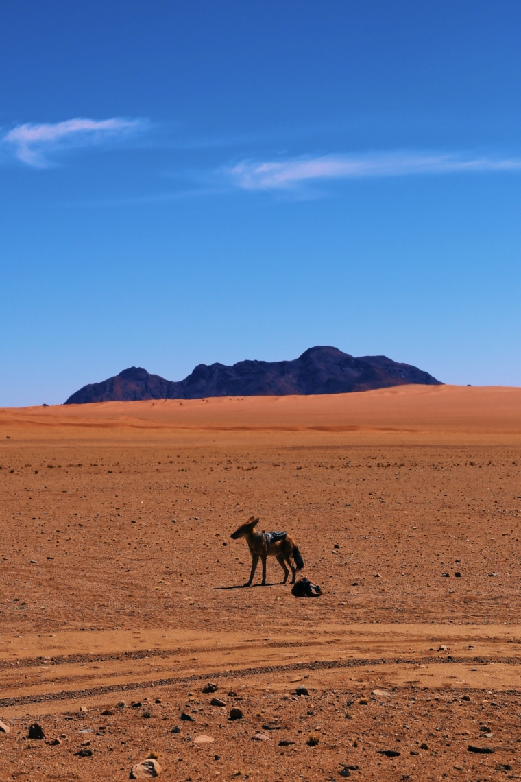 namib desert naukluft namibia