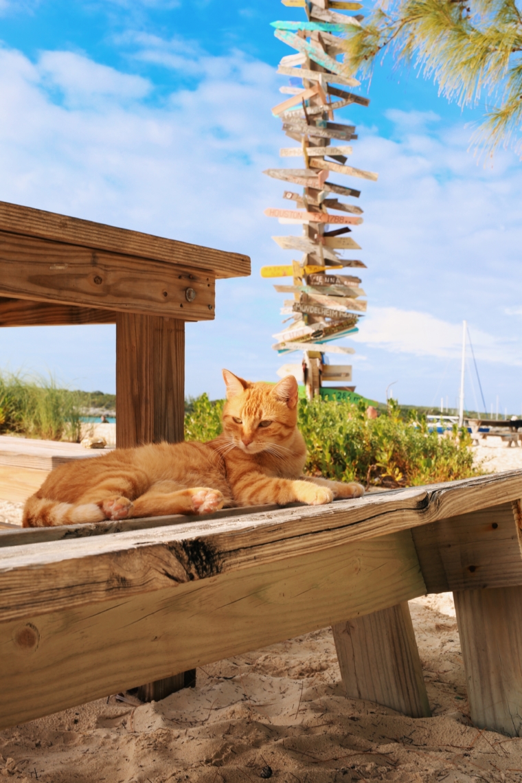 chat n chill stocking island cat bahamas