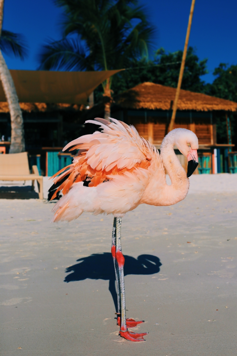 aruba flamingo island beach resort renaissance hotel flamingos