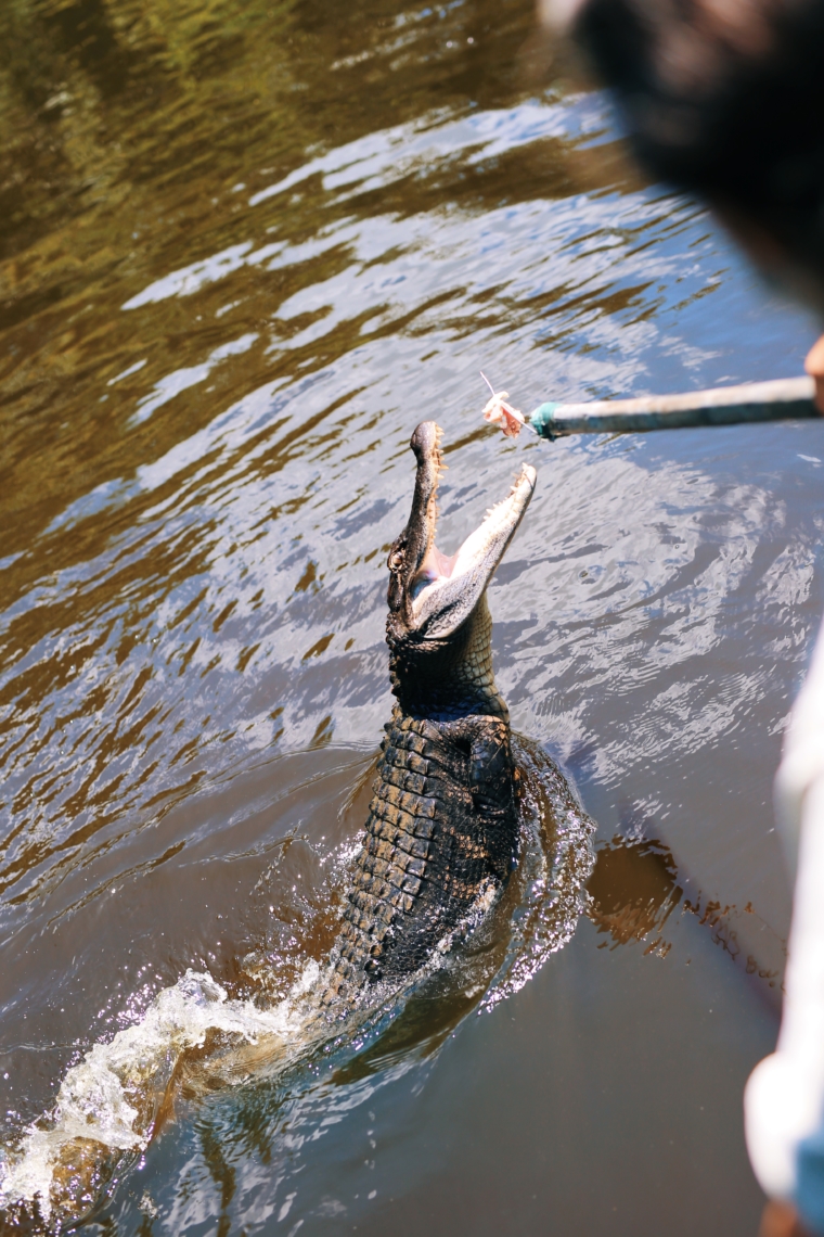 new orleans louisiana swamp tour krokodile aligatoren