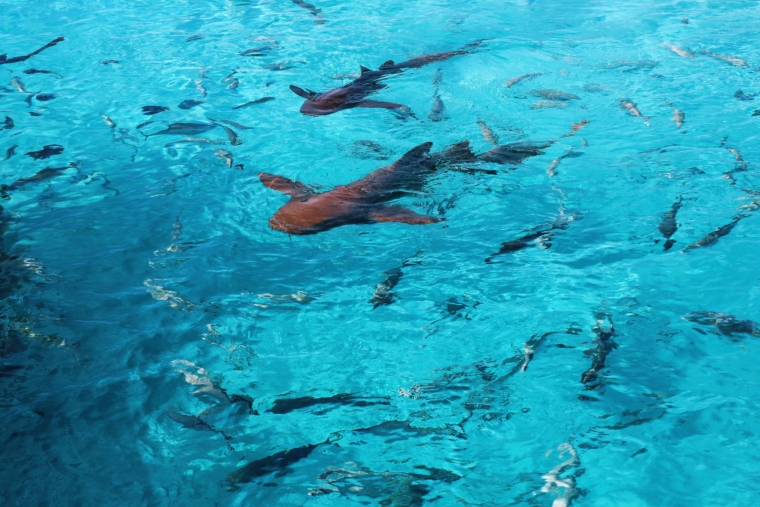 swimming with sharks bahamas swim 
