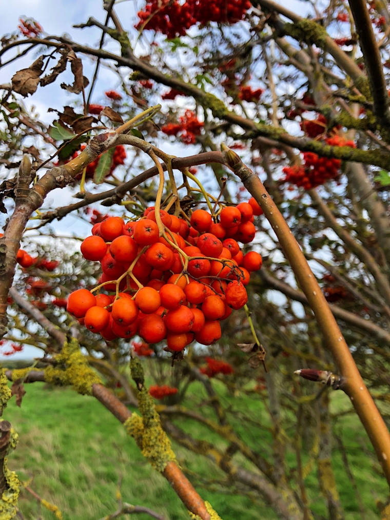 sylt flora und fauna