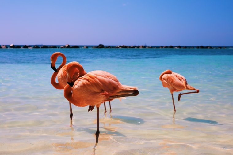 Aruba Flamingos Flamingo