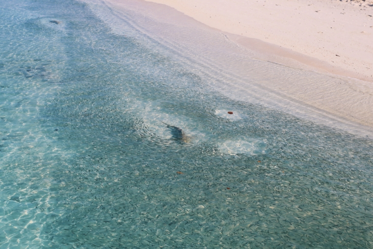 Kuramathi Maldives sharks