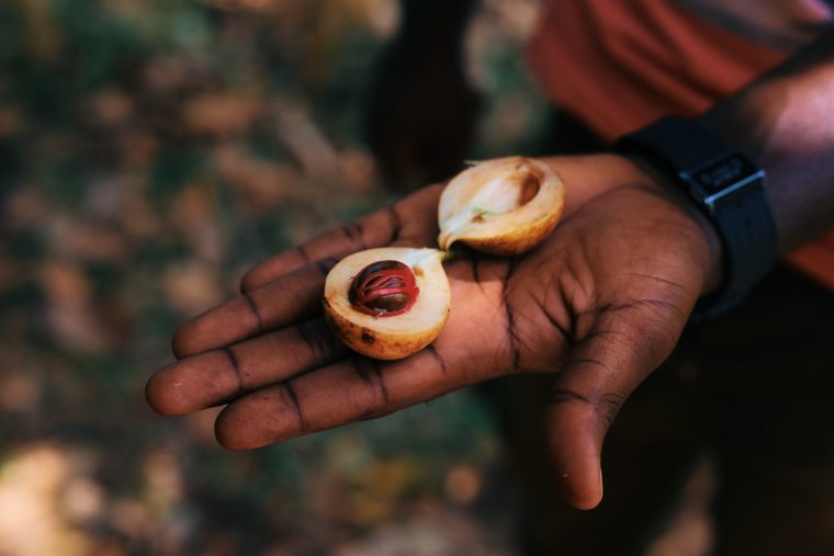 zanzibar tanzania spice farm