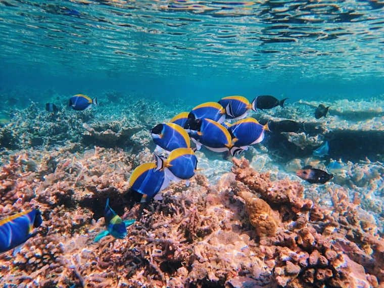 snorkeling FISH Lily Beach Resort & Spa Maldives