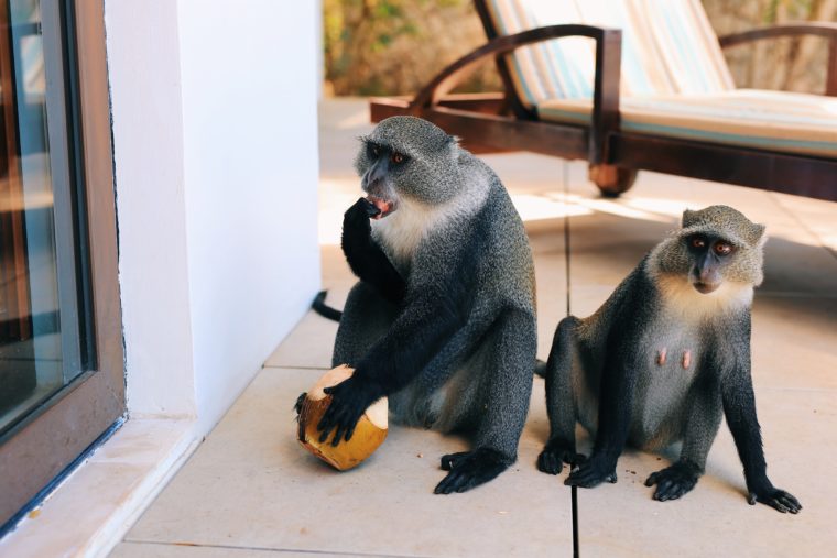 the residence zanzibar tanzania monkeys