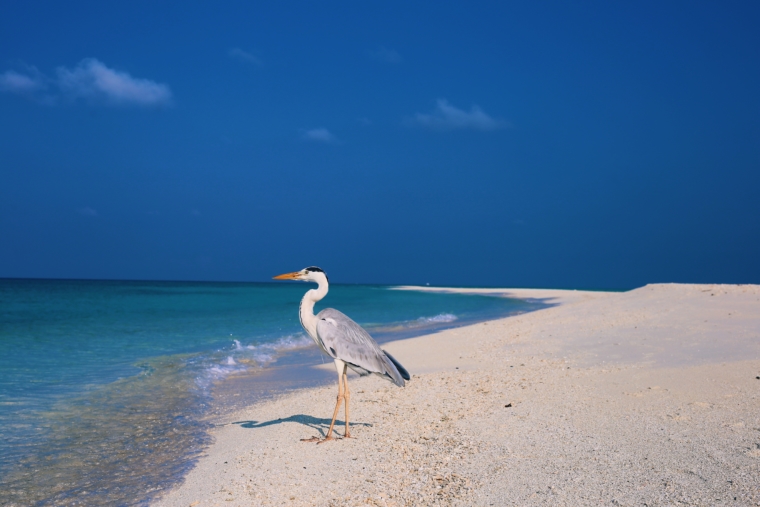Kuramathi Maldives birds