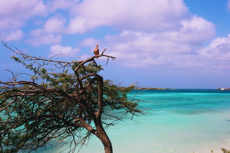 Mangel Halto aruba