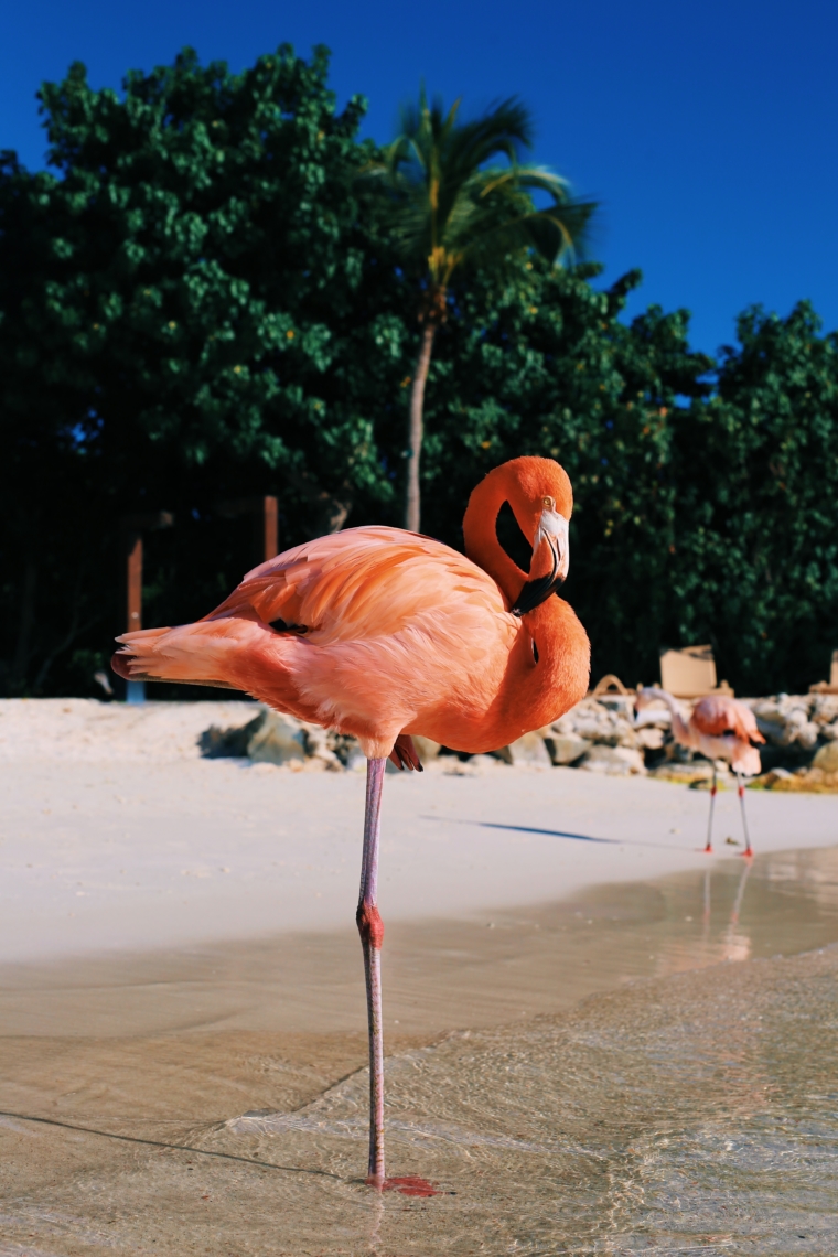 aruba flamingo island beach resort renaissance hotel flamingos
