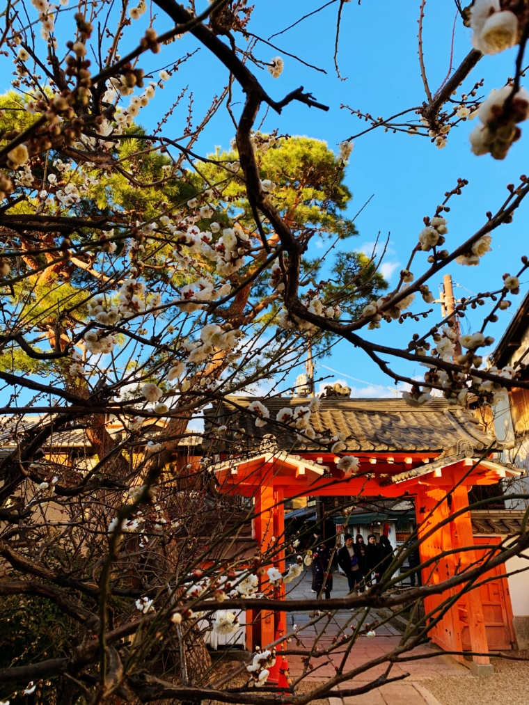 kyoto japan sakura