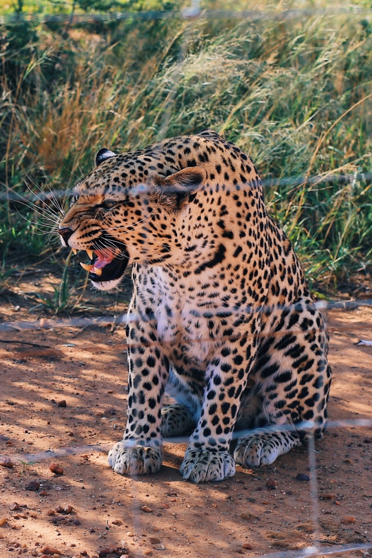 naankuse wildlife sanctuary namibia