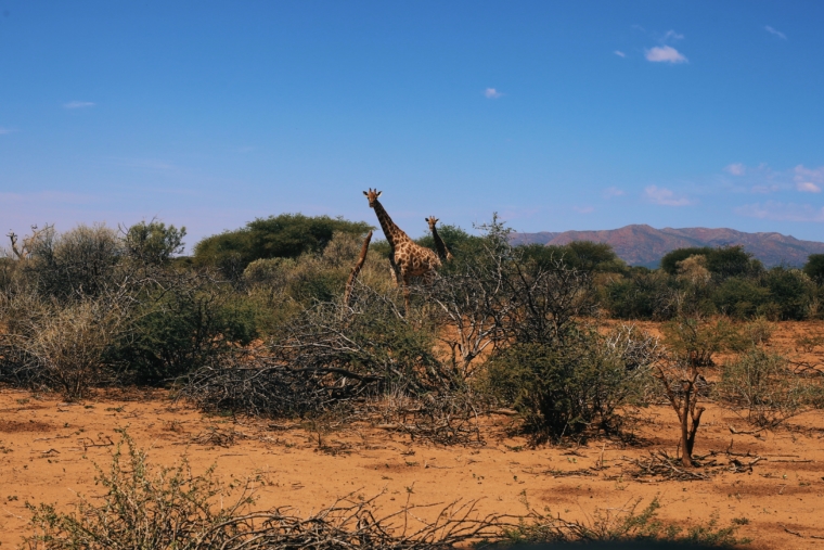 namibia giraffe