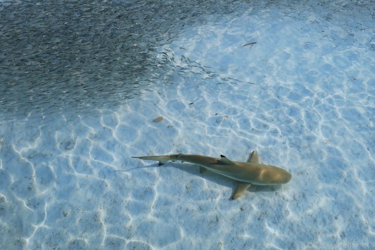 Kuramathi Maldives sharks