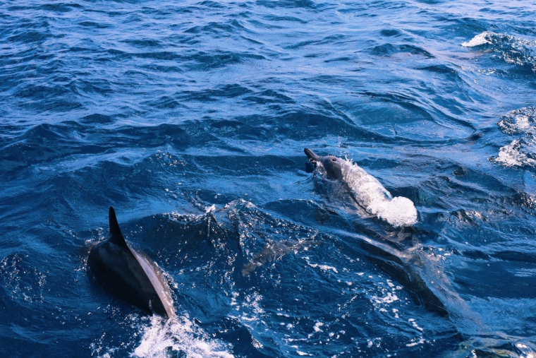 Shangri La's Villingili Resort & Spa Maldives dolphins