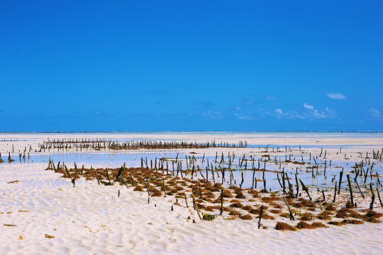 zanzibar tanzania seaweed