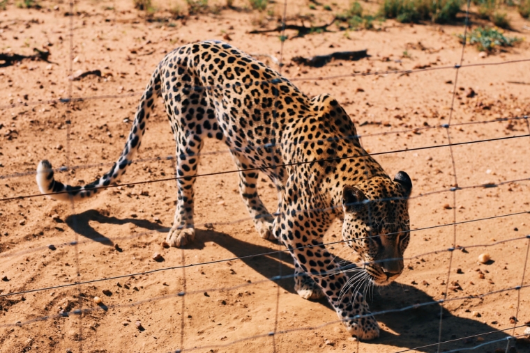 naankuse wildlife sanctuary namibia