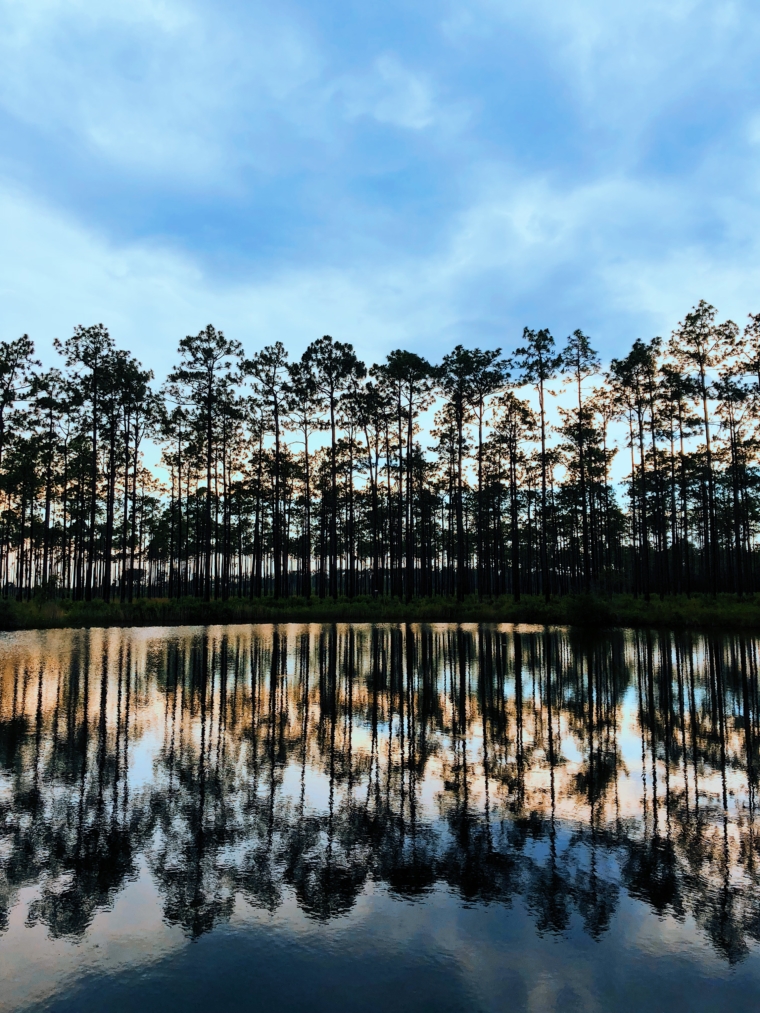 okefenokee swamp park georgia