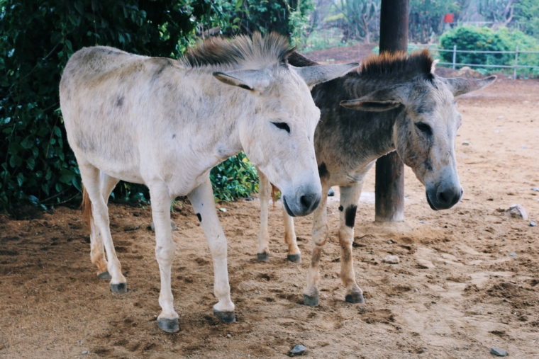Aruba Donkey Sanctuary