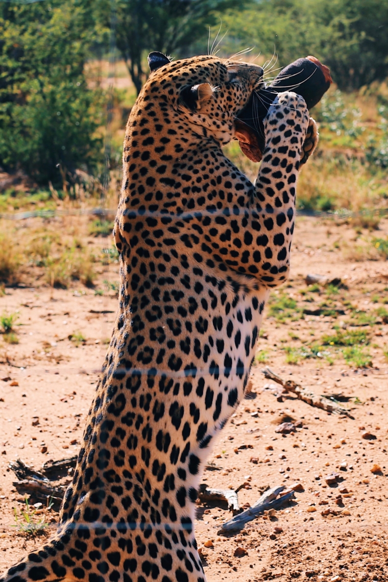 naankuse wildlife sanctuary namibia