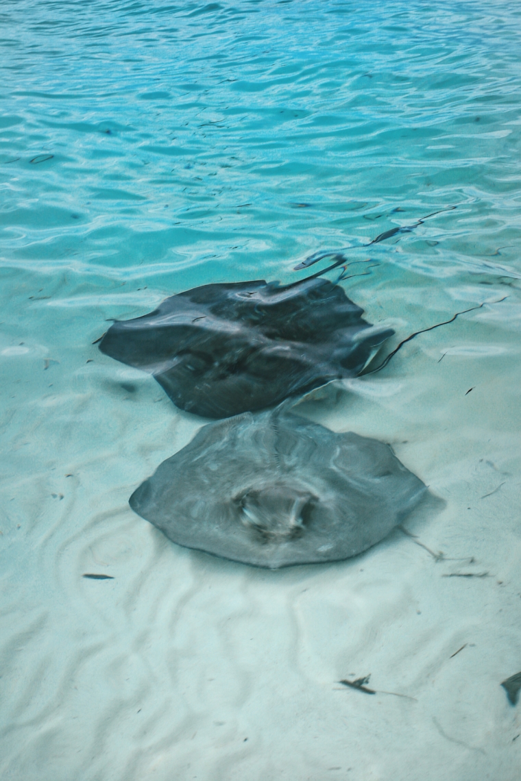 swimming with stingrays bahamas exuma caribbean chat n chill must see