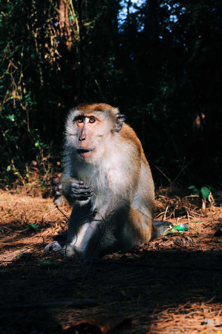 malaysia langkawi monkey