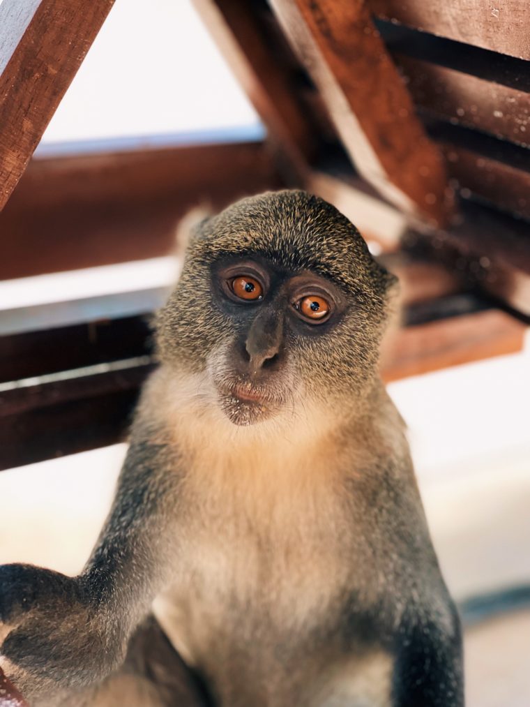 the residence zanzibar tanzania monkeys