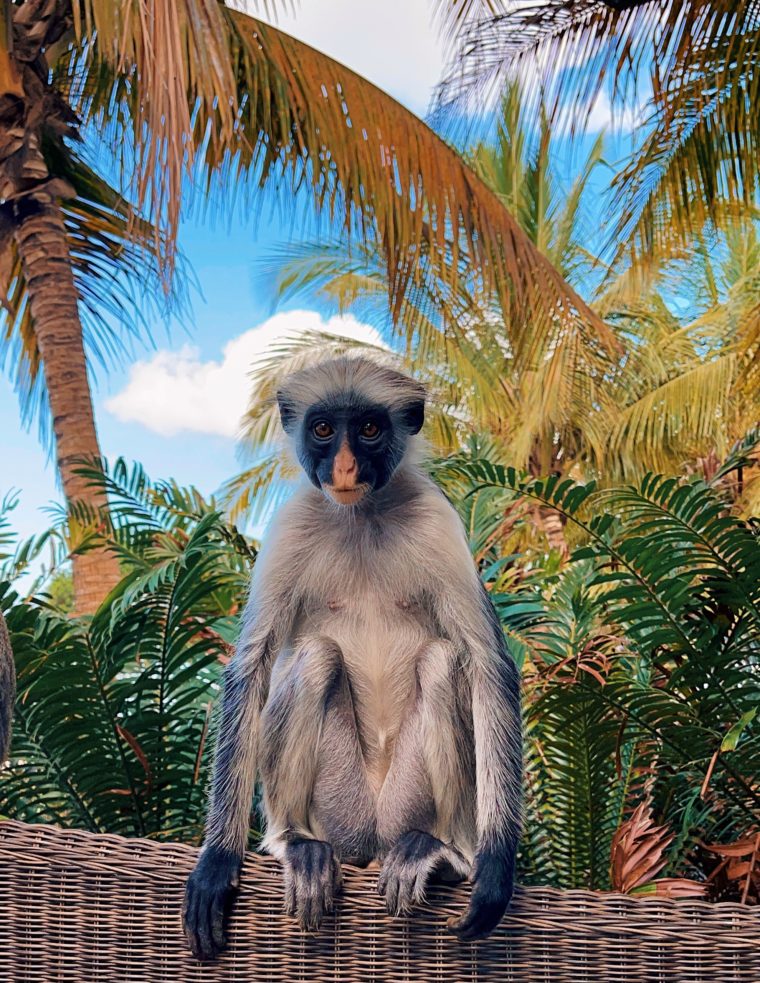 zanzibar colobus monkey