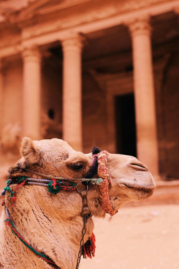 jordanien petra kamel