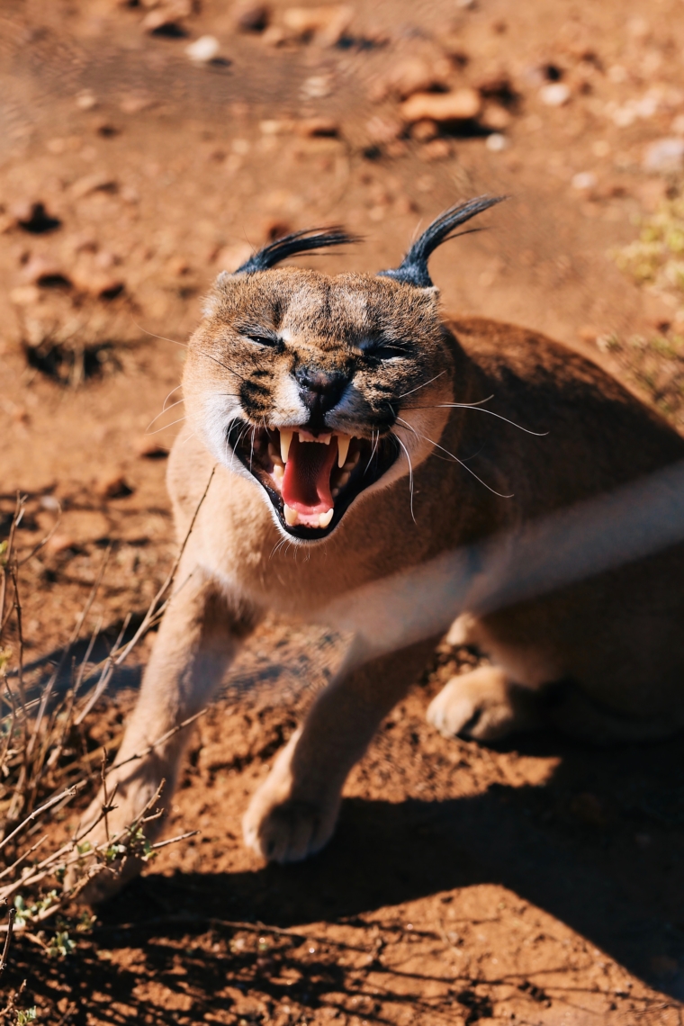 naankuse wildlife sanctuary namibia