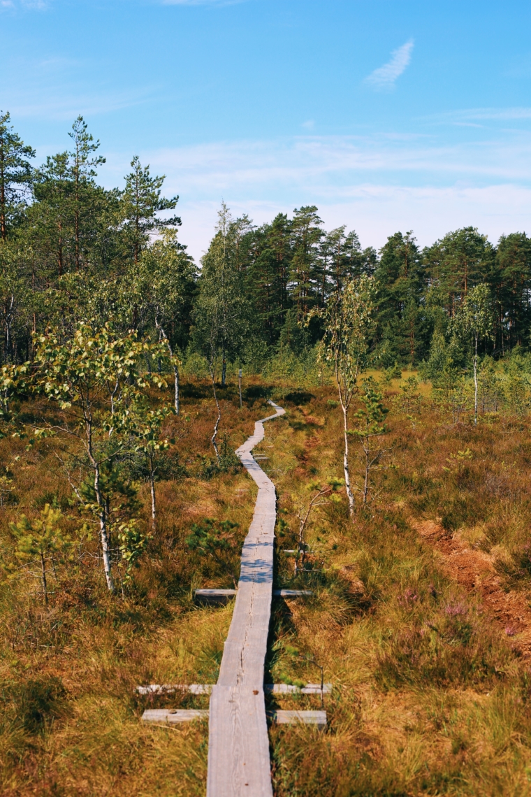 mathildedal finnland forest walk