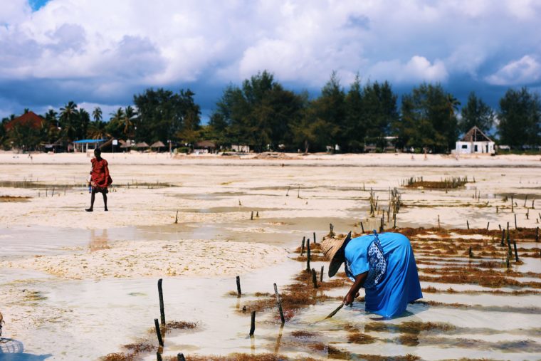 zanzibar tanzania seaweed