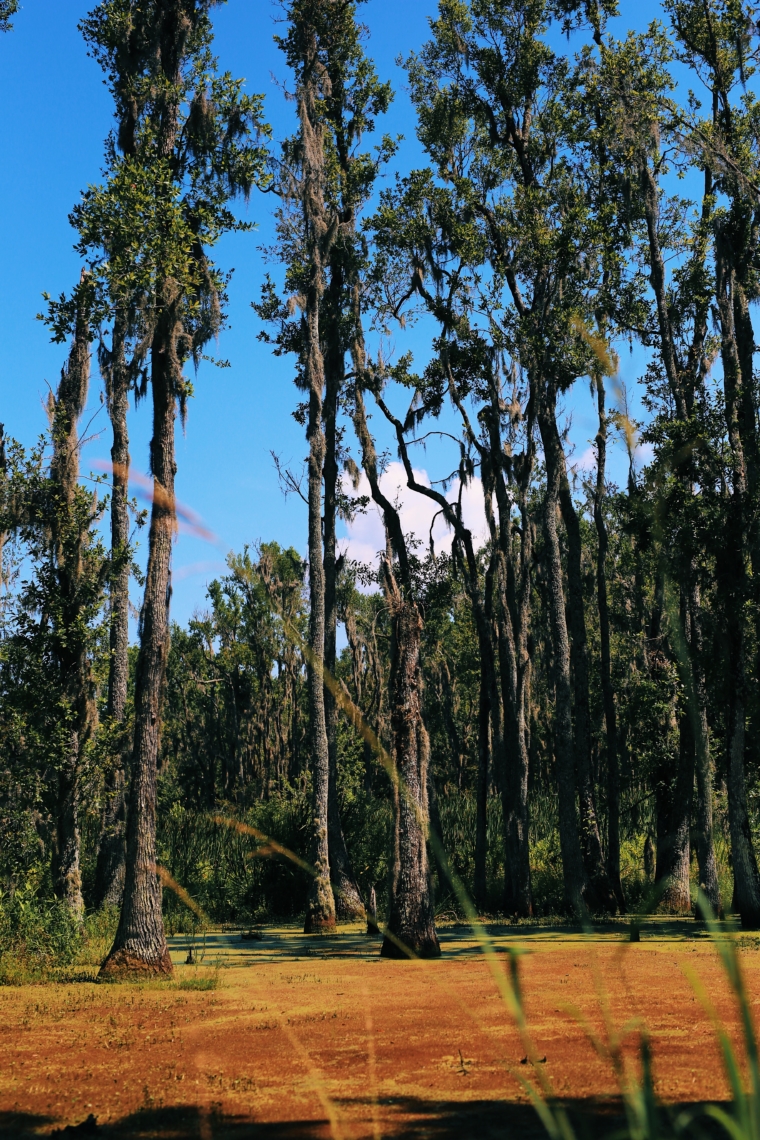 magnolia plantation charleston south carolina