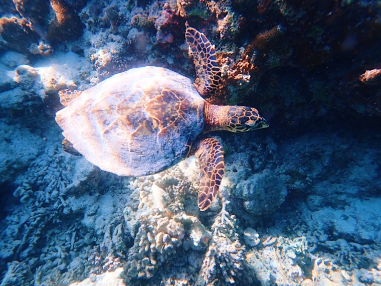 snorkeling turtle Lily Beach Resort & Spa Maldives