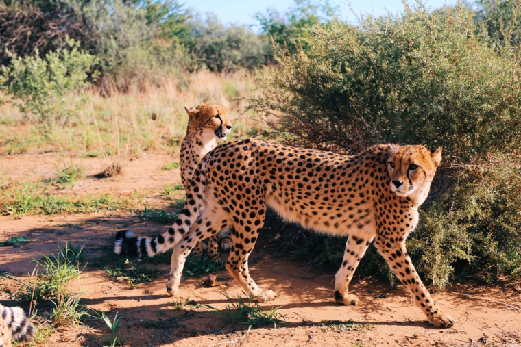 naankuse wildlife sanctuary namibia