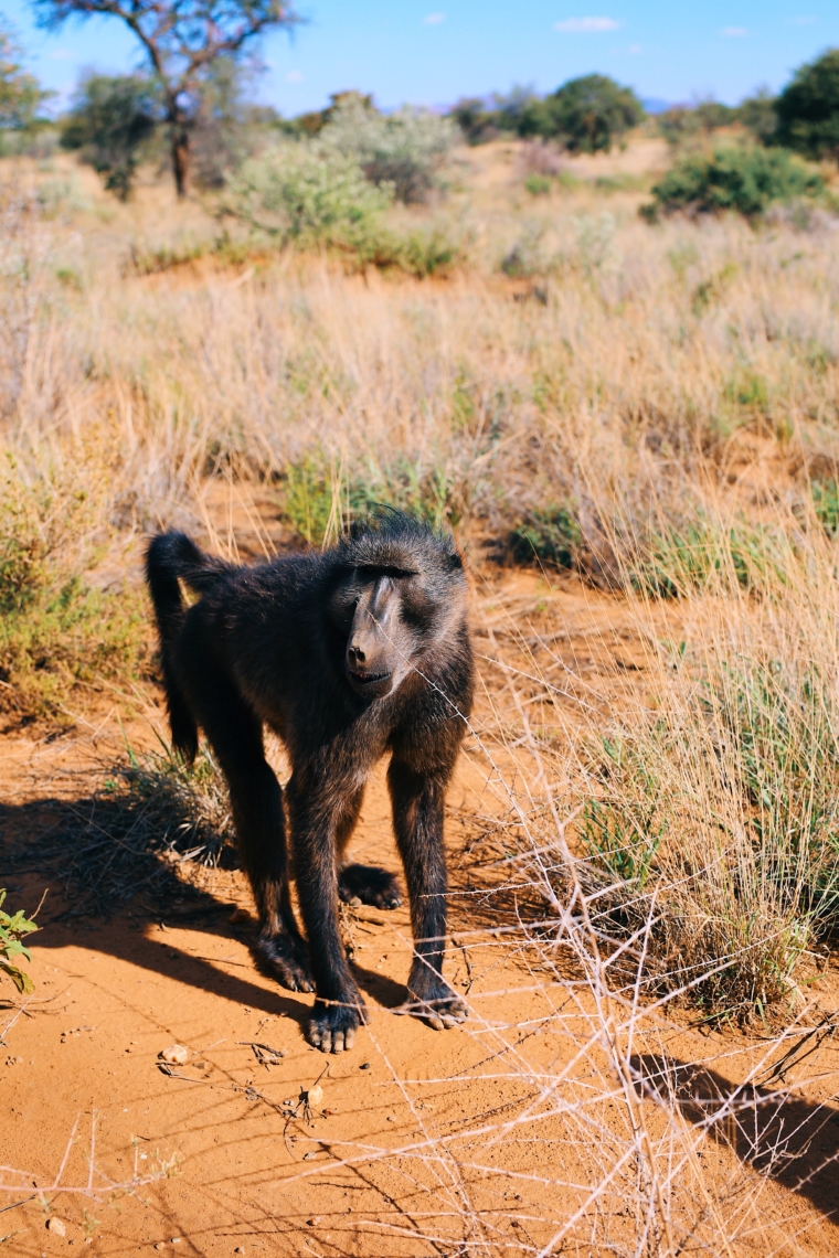 naankuse wildlife sanctuary namibia