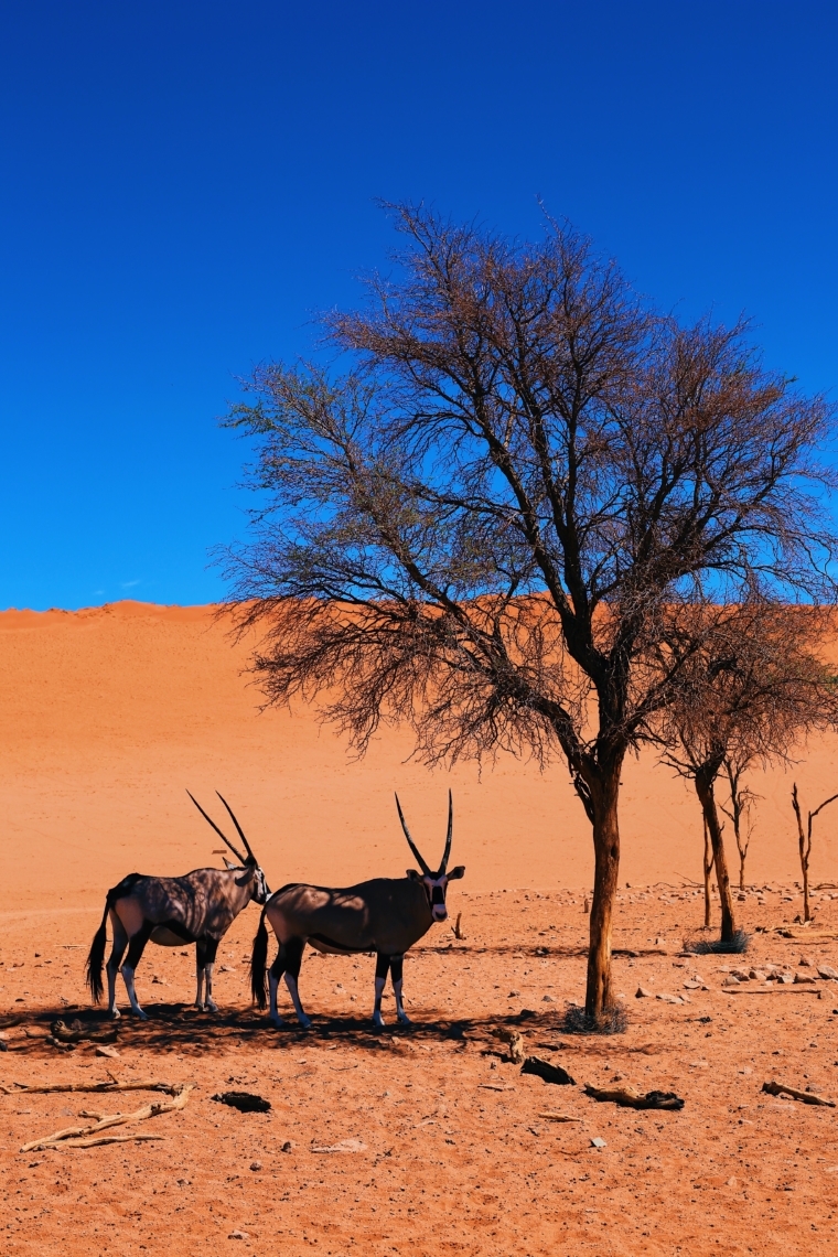 namib desert naukluft namibia