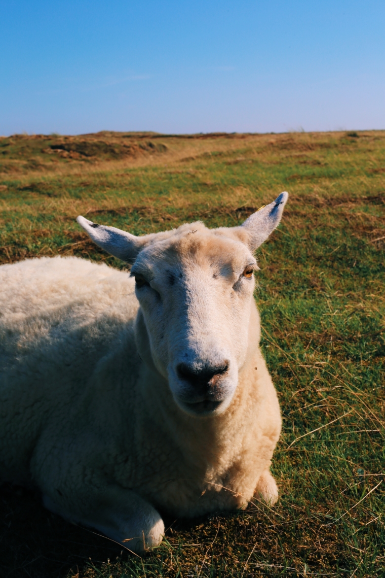 sylt ellenbogen schaf