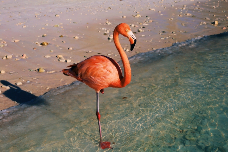 aruba flamingo island beach resort renaissance hotel flamingos