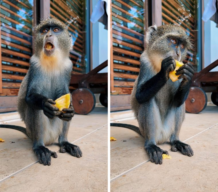 the residence zanzibar tanzania monkeys