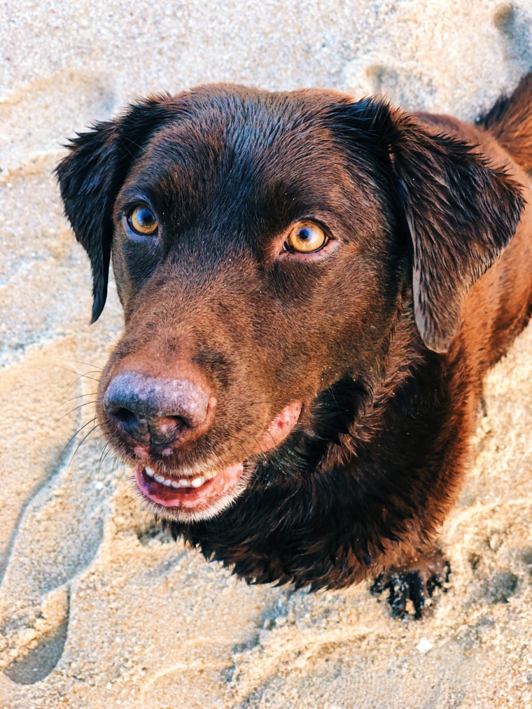 sylt labrador am strand hund
