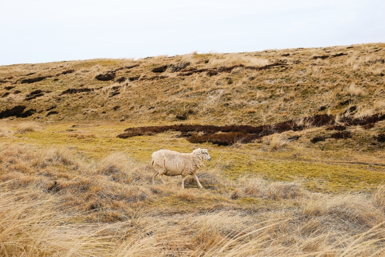 sylt schaaf ellebogen strand