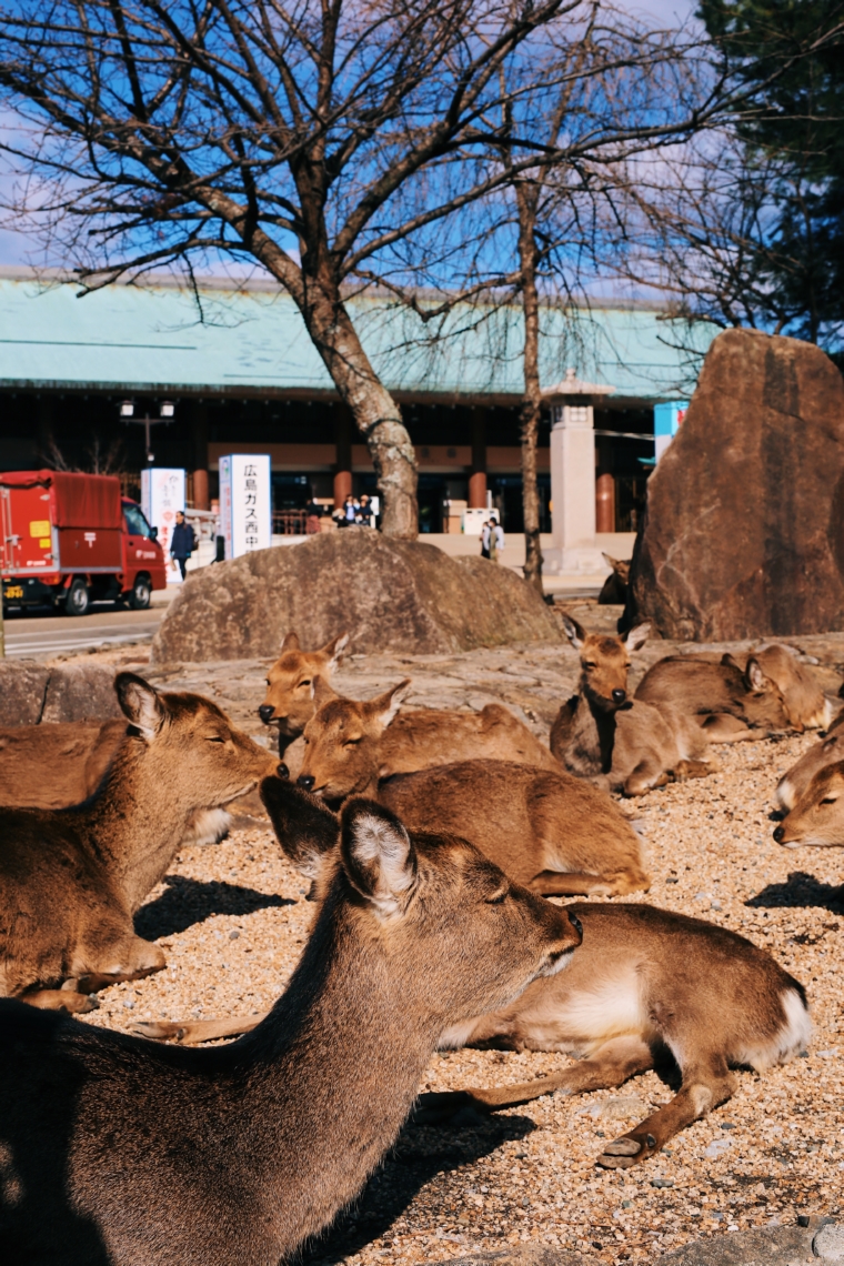 miyajima japan deer