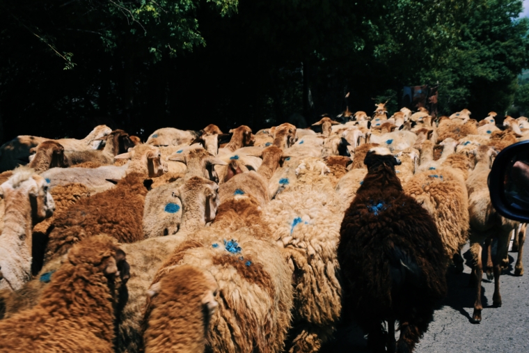 azerbaijan countryside sheeps