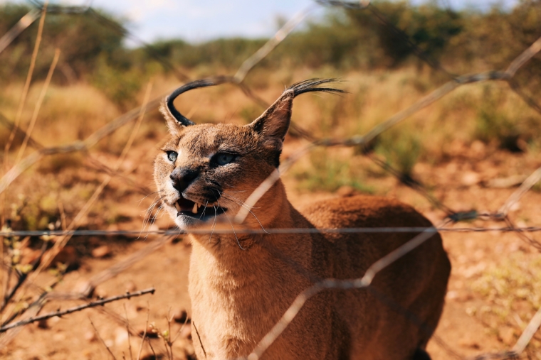 naankuse wildlife sanctuary namibia