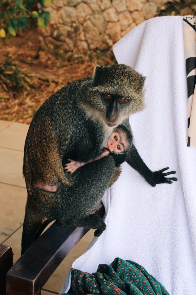 the residence zanzibar tanzania monkeys