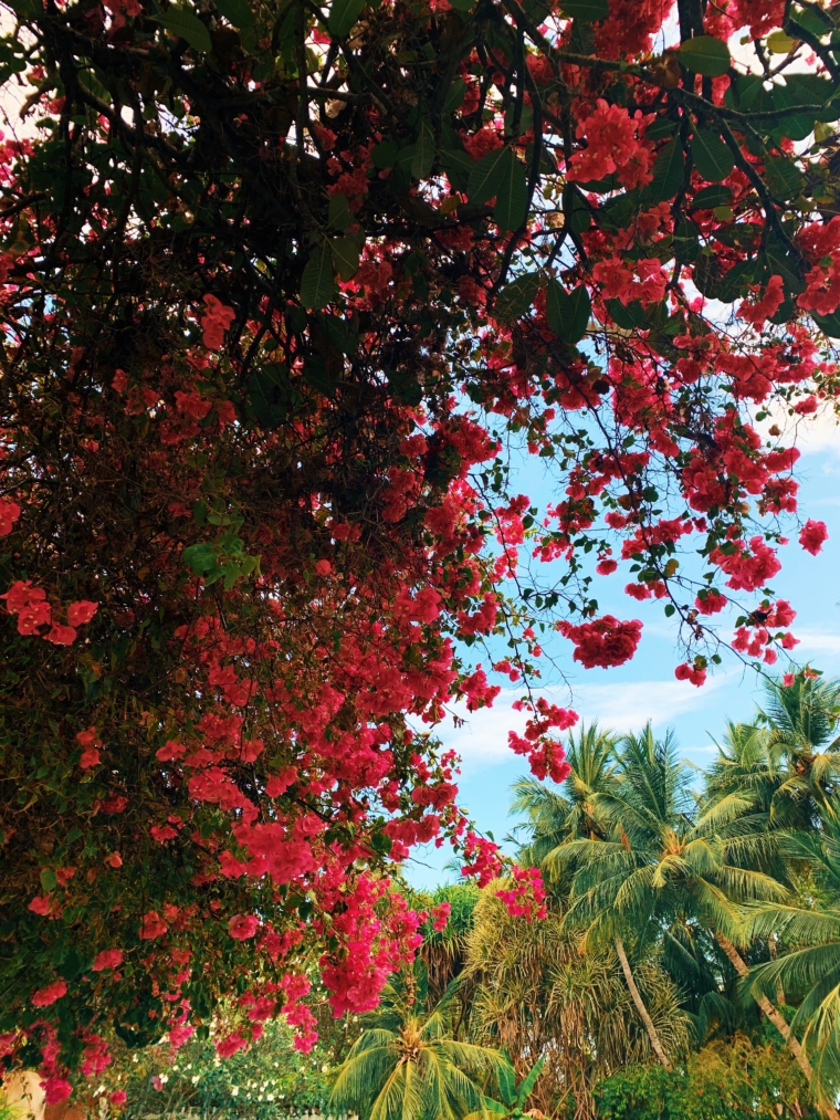 Kuramathi Maldives 