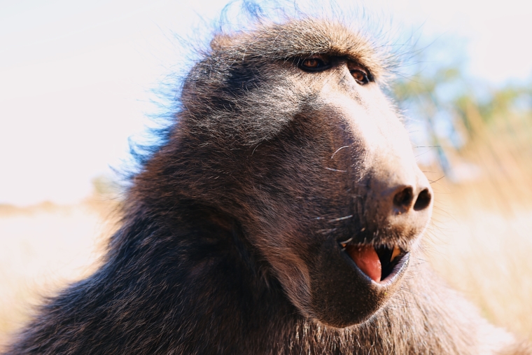 naankuse wildlife sanctuary namibia