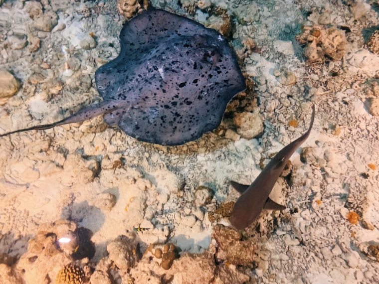 snorkeling shark stingray Lily Beach Resort & Spa Maldives