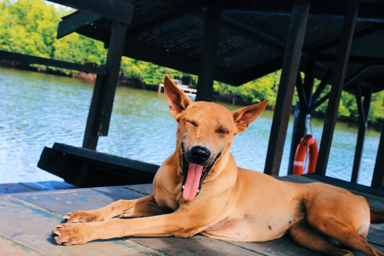 dog laya laya kota kinabalu borneo